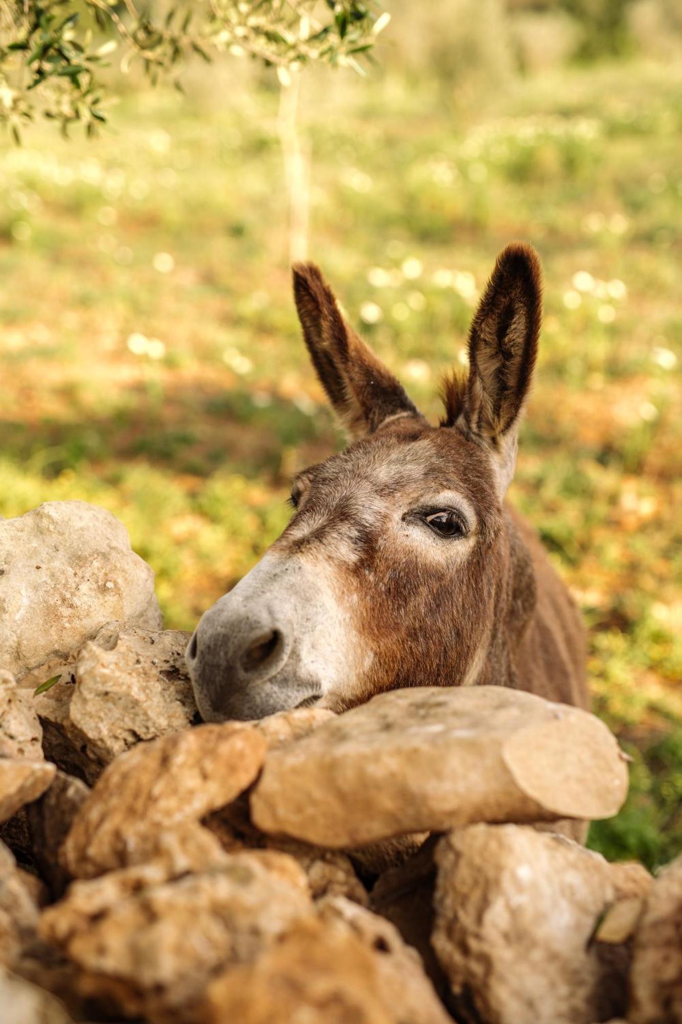 Amagatay Luxury Boutique - Adults Only Farm stay Alaior